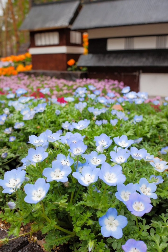 Немофила менциса бебиблуайз