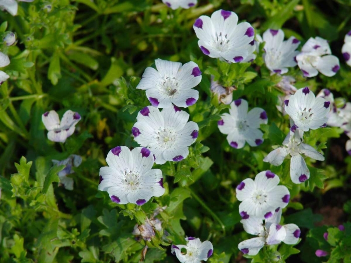 Немофила барбара