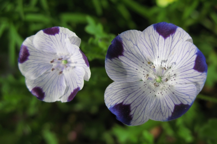 Nemophila maculata