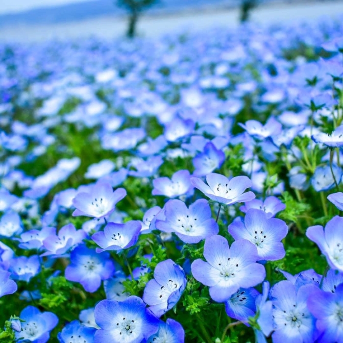 Немофила менциса голубая