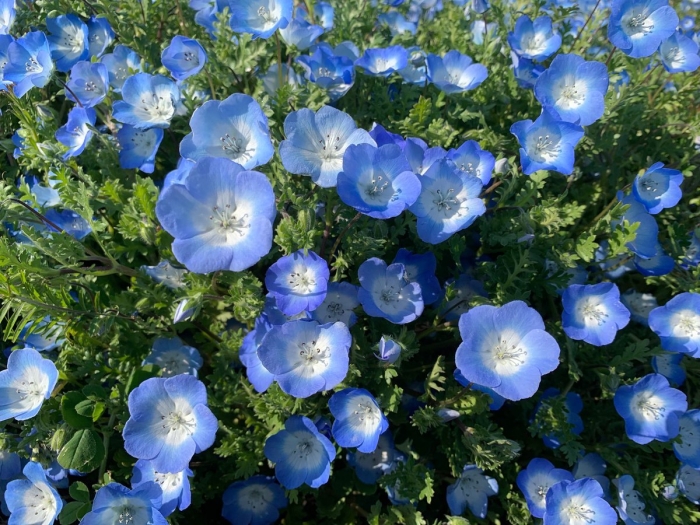 Немофила менциса голубая