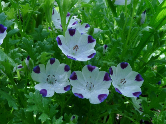 Немофила барбара