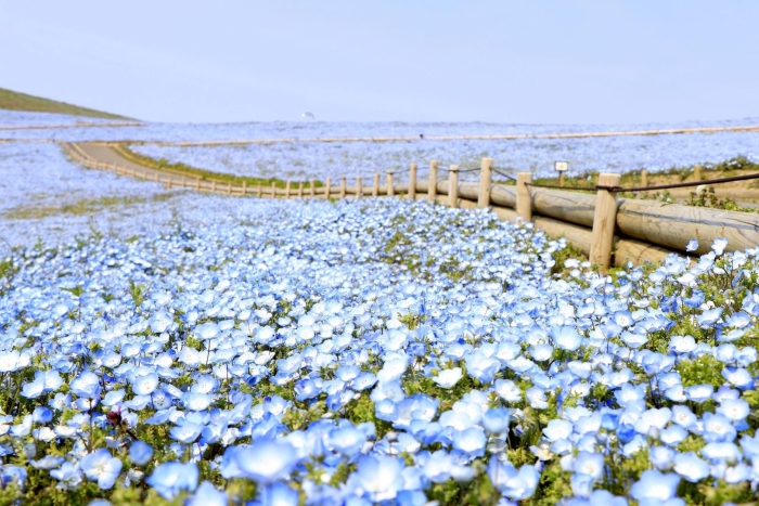 Парк хитачи немофила