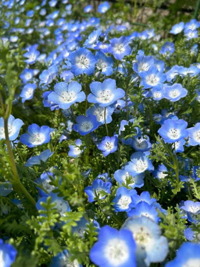 Немофила менциса бебиблуайз