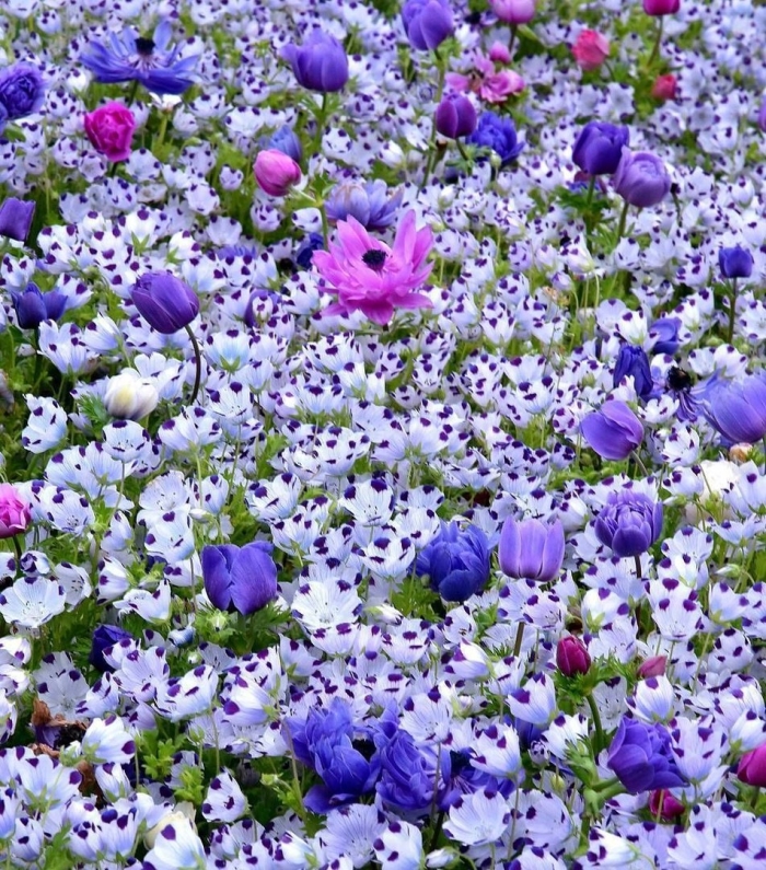 Немофила цветок