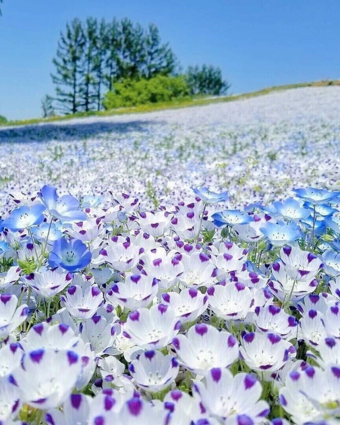 Цветы немофила