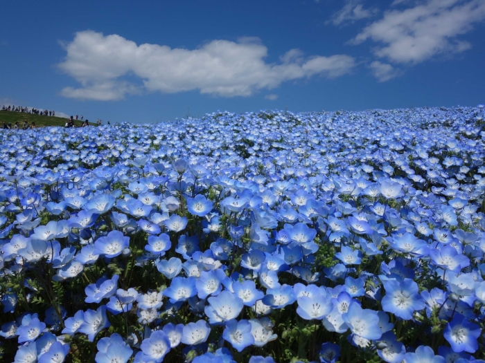 Немофила менциса голубая