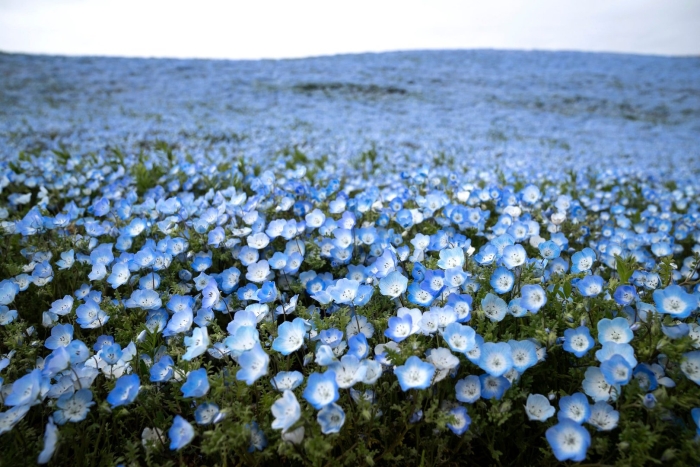 Немофила бейби блу