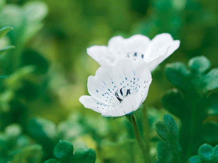 Немофила дисковидная готика