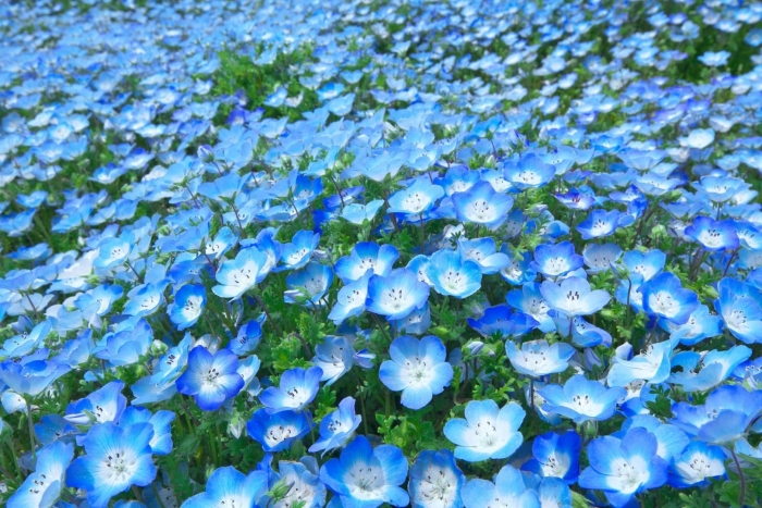 Немофила менциса голубая