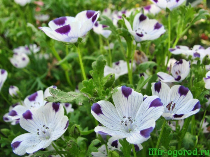 Немофила божья коровка