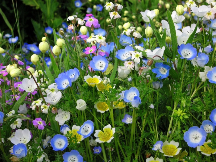 Немофила менциса голубая