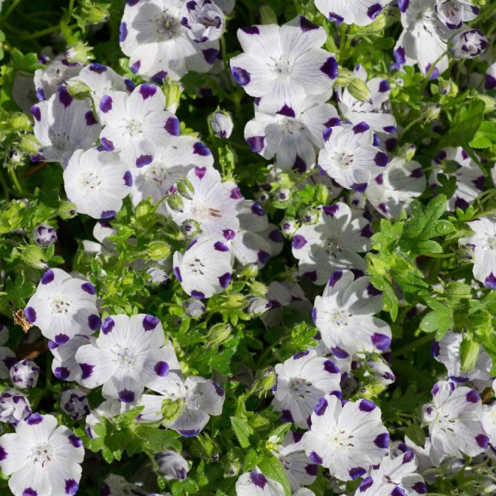 Немофила менциса готика