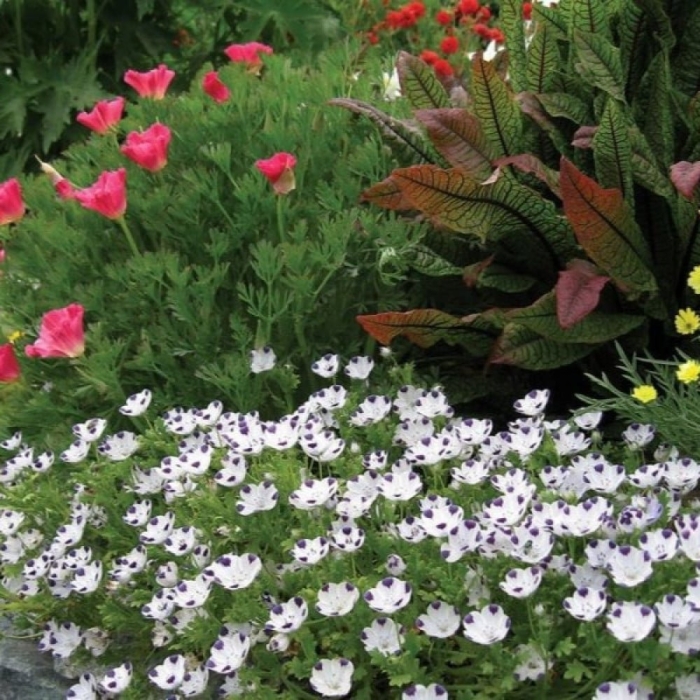 Немофила на клумбе