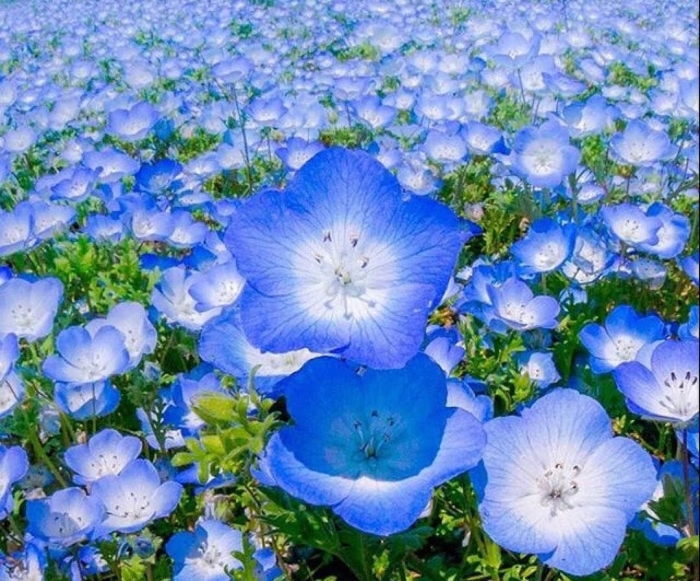 Немофила менциса