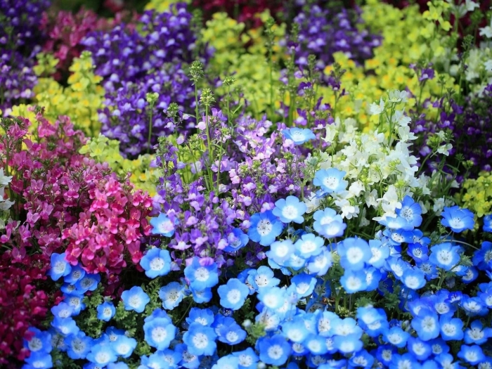 Немофила менциса