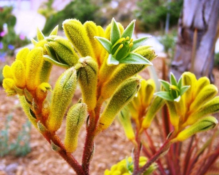 Анигозантос bush-ranger