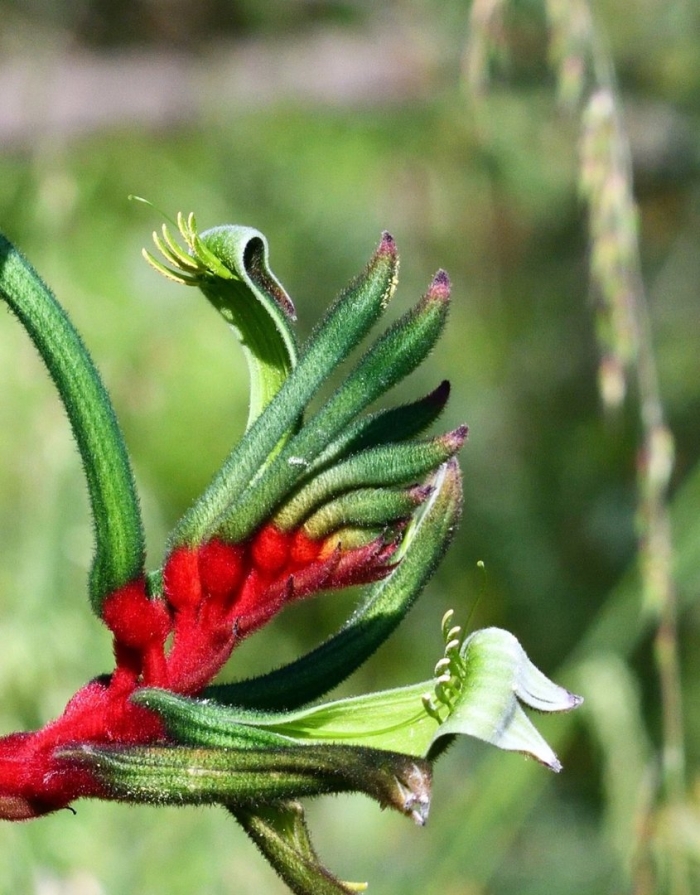 Растение австралии