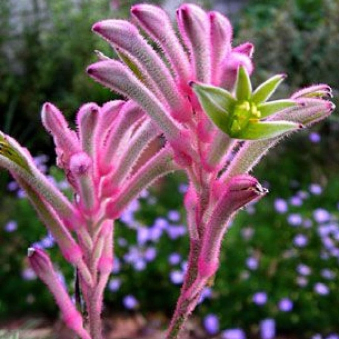 Кенгуровая лапка растение