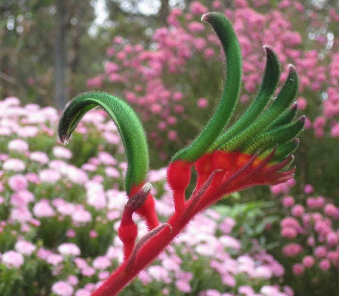 Лапка кенгуру растение