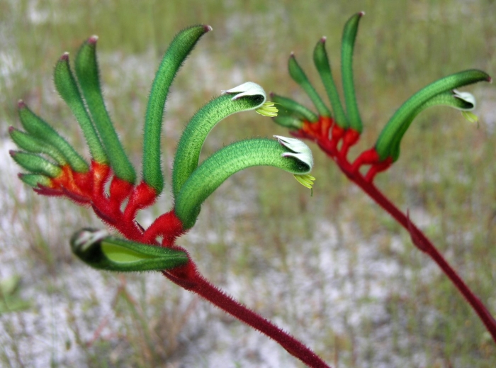 Anigozanthos manglesii