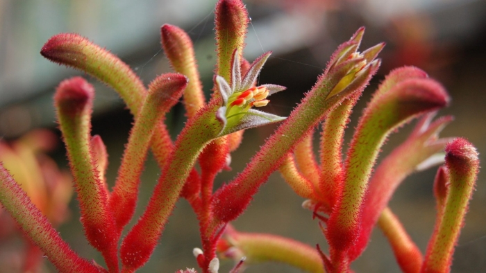 Анигозантос кенгуровые лапки