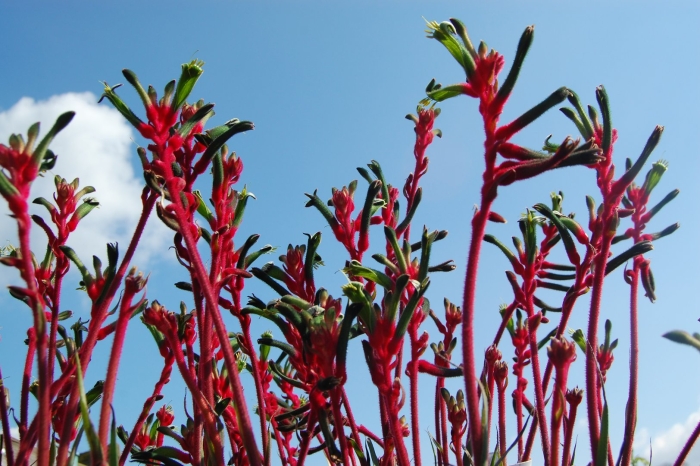 Анигозантос приземистый