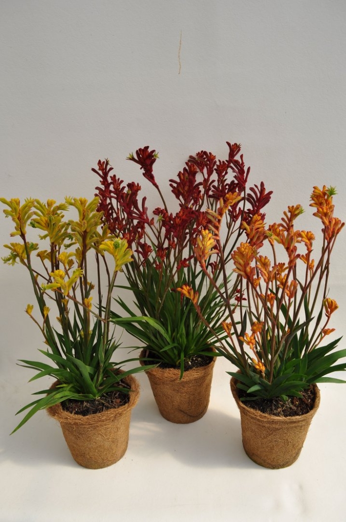 Анигозантос эрли спринг