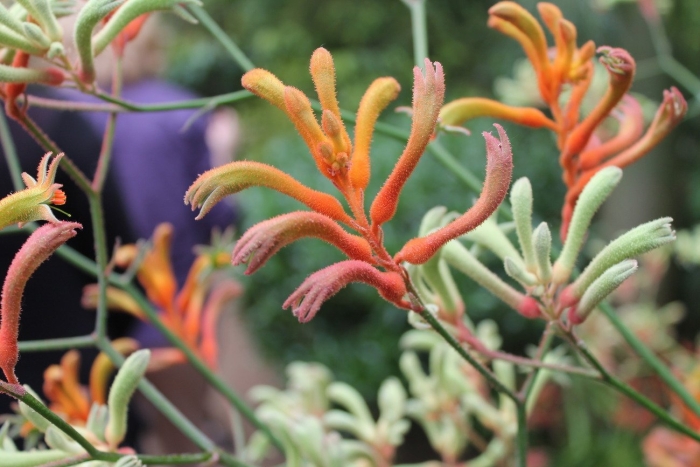 Анигозантос приземистый