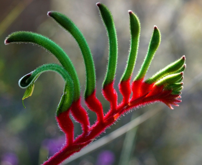 Anigozanthos manglesii