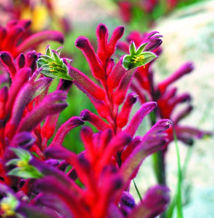 Анигозантос кенгуровые лапки