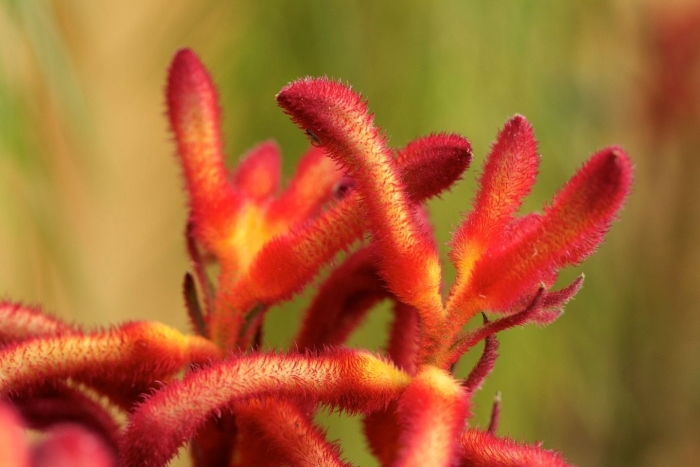 Kangaroo paw flower