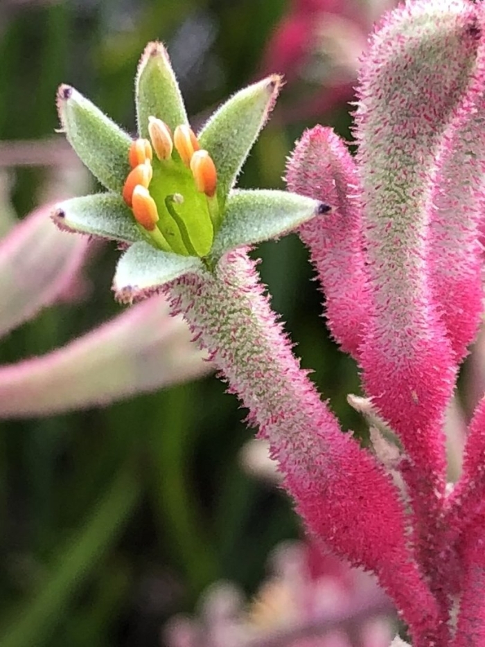 Anigozanthos flavidus