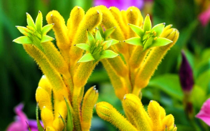 Анигозантос кенгуровые лапки