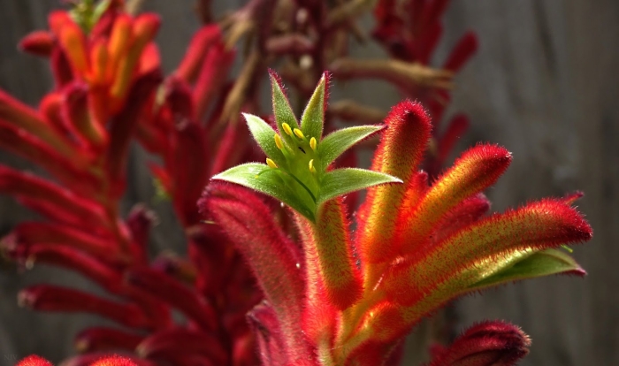 Анигозантос кенгуровые лапки