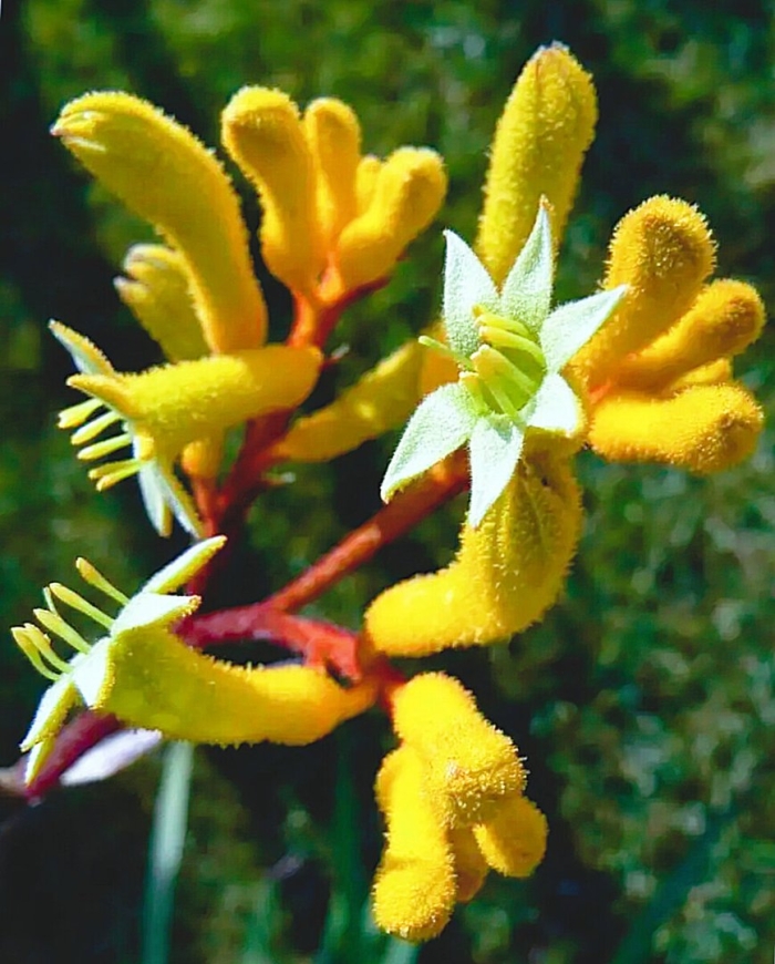 Anigozanthos flavidus