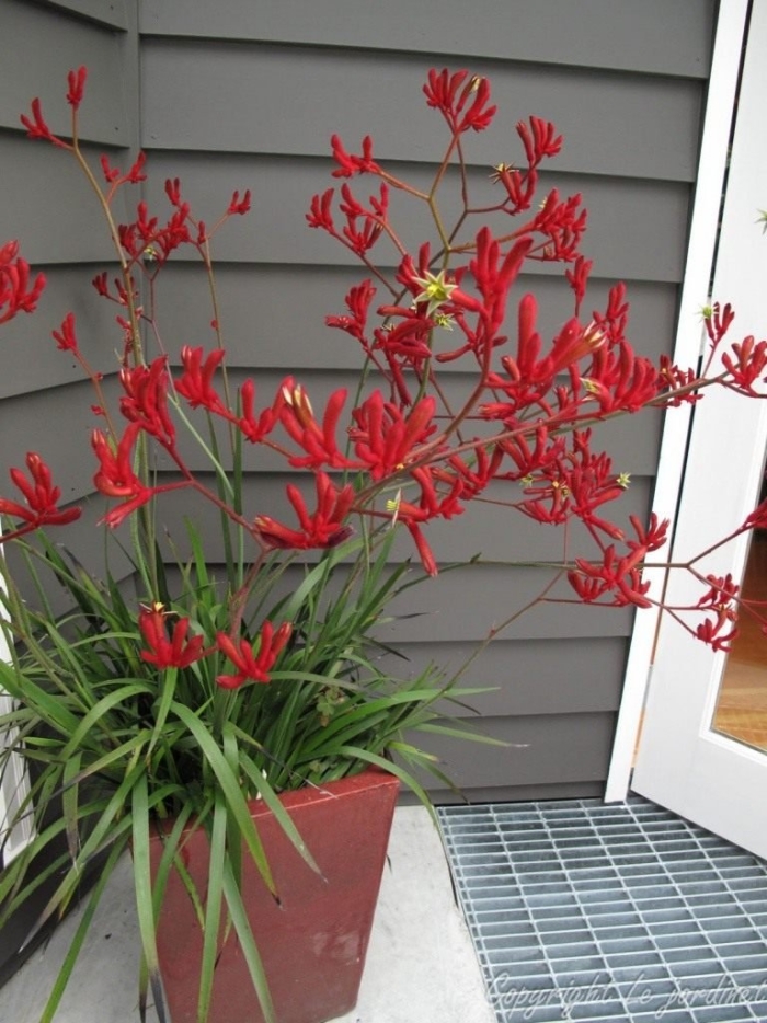 Анигозантос микс