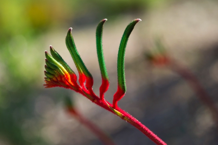Anigozanthos manglesii