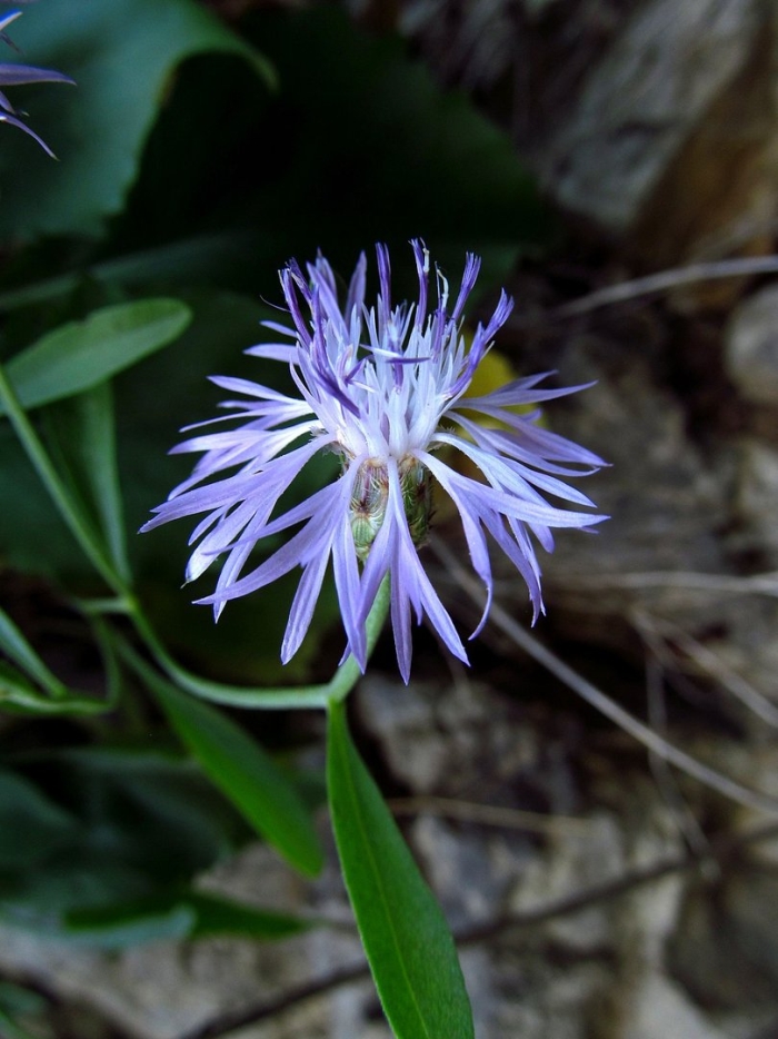 Василёк луговой centaurea jacea