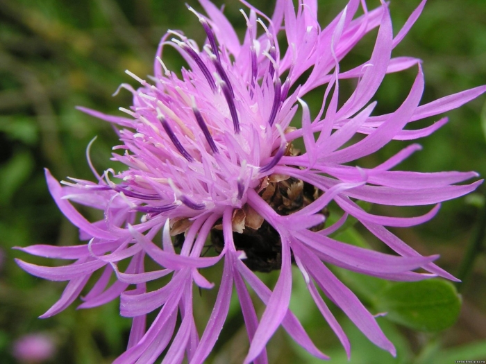 Centaurea phrygia
