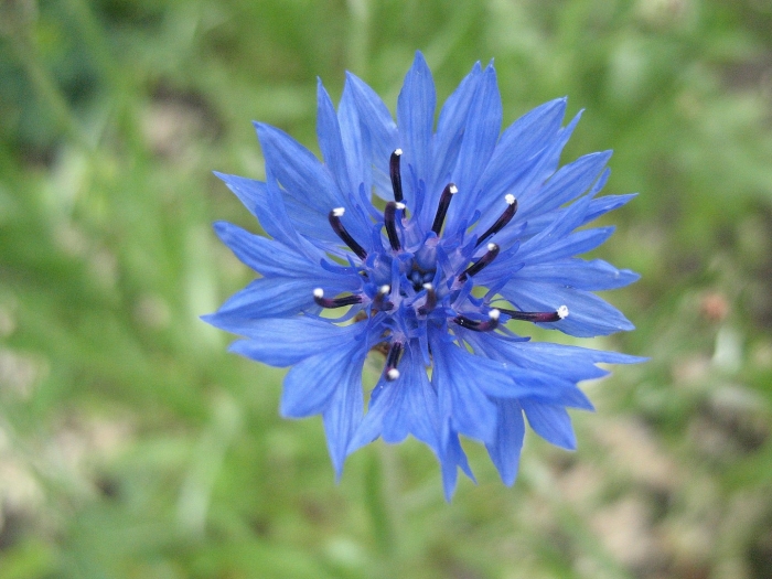 Василек сибирский