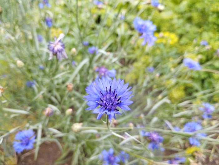 Василёк донской