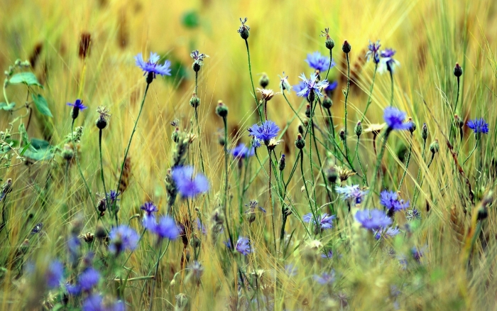 Василек степной