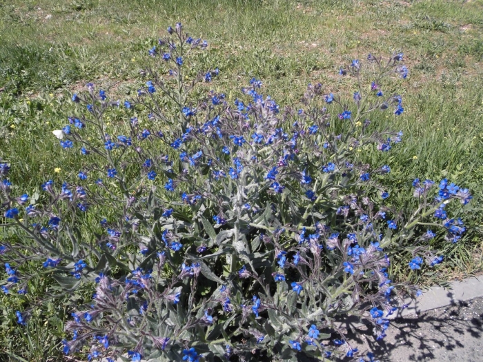 Anchusa azurea