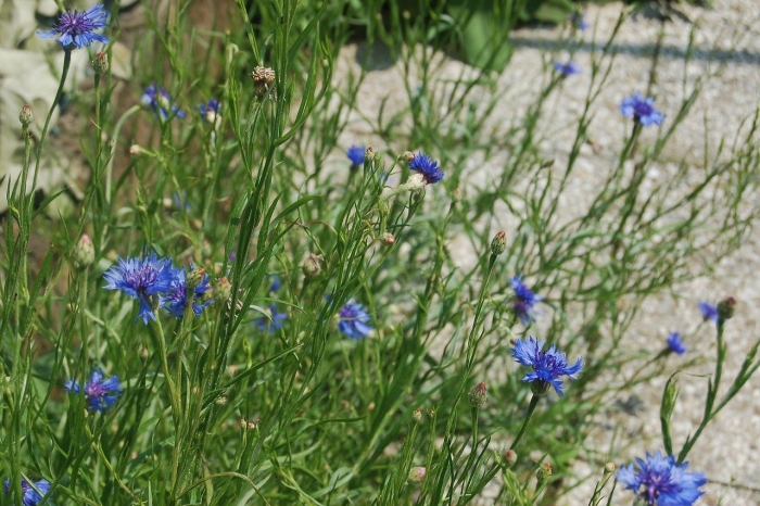 Василек лагуна