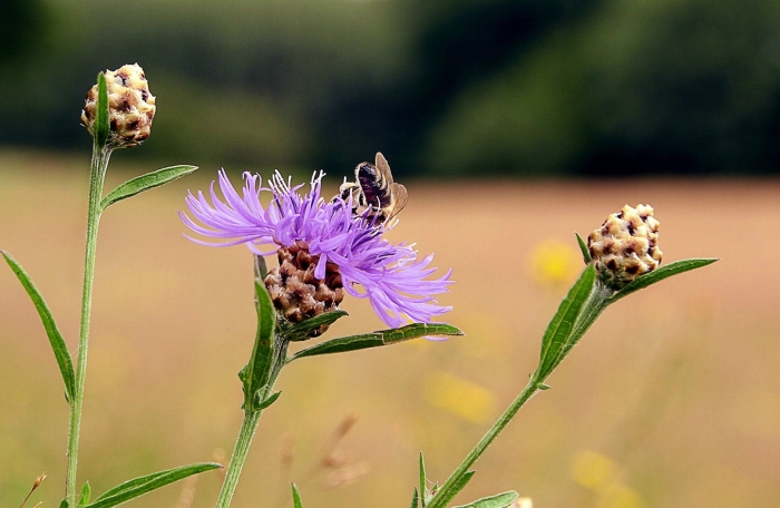 Василёк донецкий