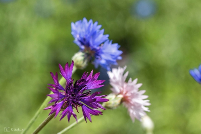 Василек барбея