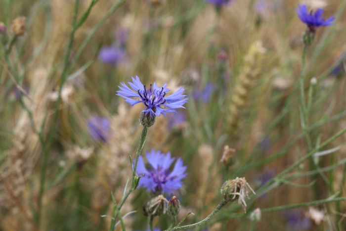 Синие васильки