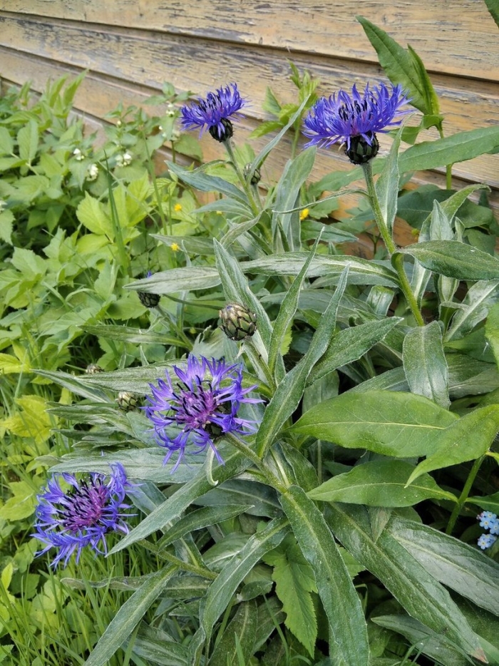 Василек боровой