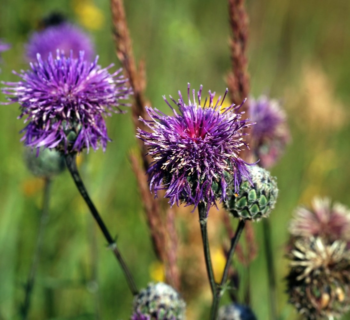 Centaurea scabiosa
